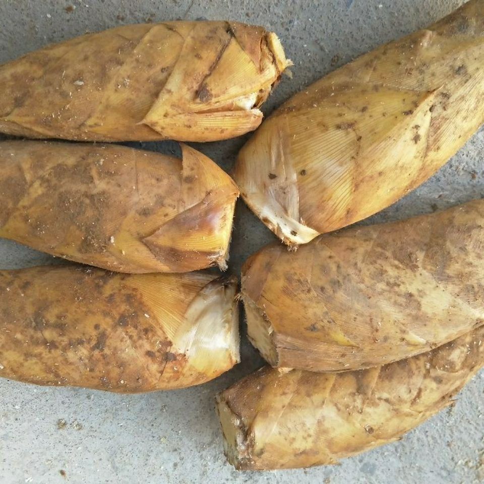 年货精选新鲜现挖冬笋深山现挖黄泥笋小竹笋蔬菜舌尖上的美食小笋3斤1