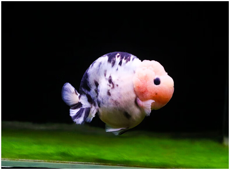 潘式小尾兰寿金鱼活体精品奶牛活鱼观赏鱼冷水小中型鱼苗好养耐活 6-7