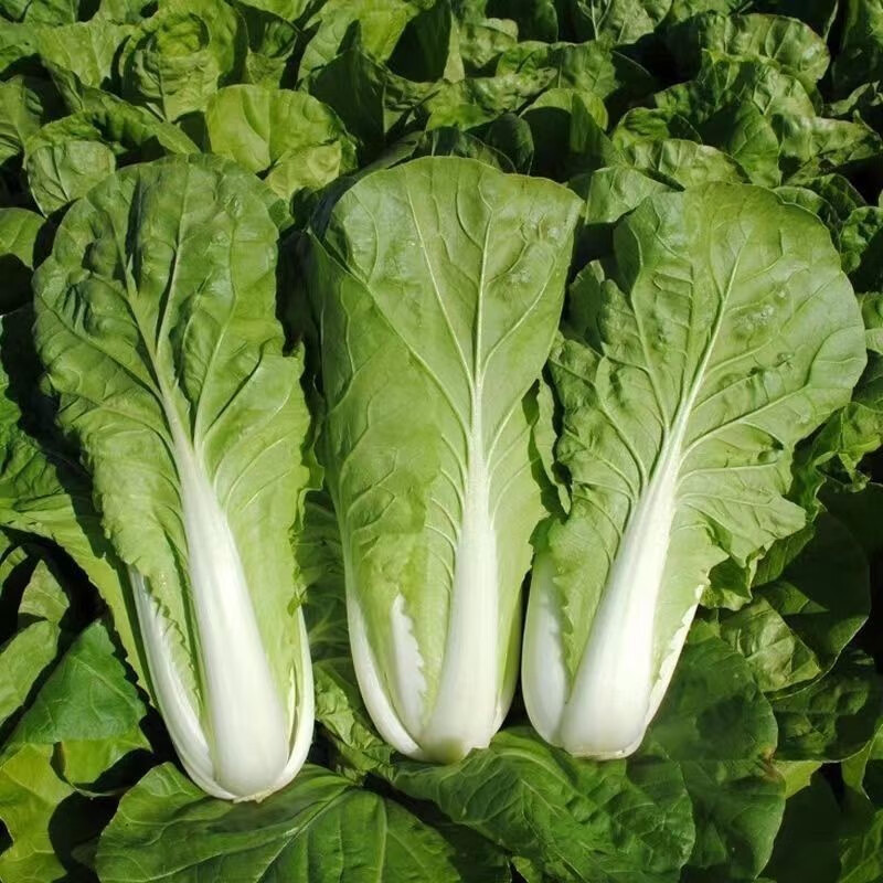 小白菜 新鲜快菜 云南高原小青菜 农家自种 产地现摘现发新鲜蔬菜 二