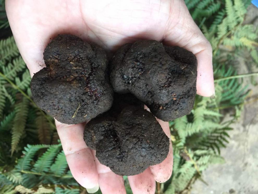 顺丰空运当季野生黑松露新鲜高黎贡山食用野生菌出口营养菌菇云南特产