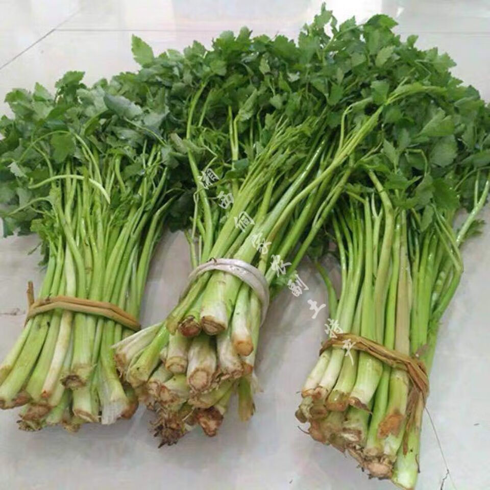 新鲜蔬菜湖南新鲜水芹菜农家时令蔬菜野菜野芹菜半斤1斤新鲜水芹菜
