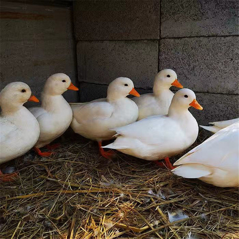 柯尔鸭活物苗青年可儿鸭可爱活体宠物一对幼鸭子活物