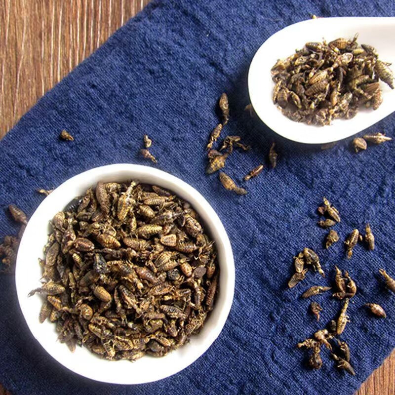 北京同仁堂原料品质 金沙牛新鲜晒干金砂牛野山蚁狮地牯牛手工挑选无