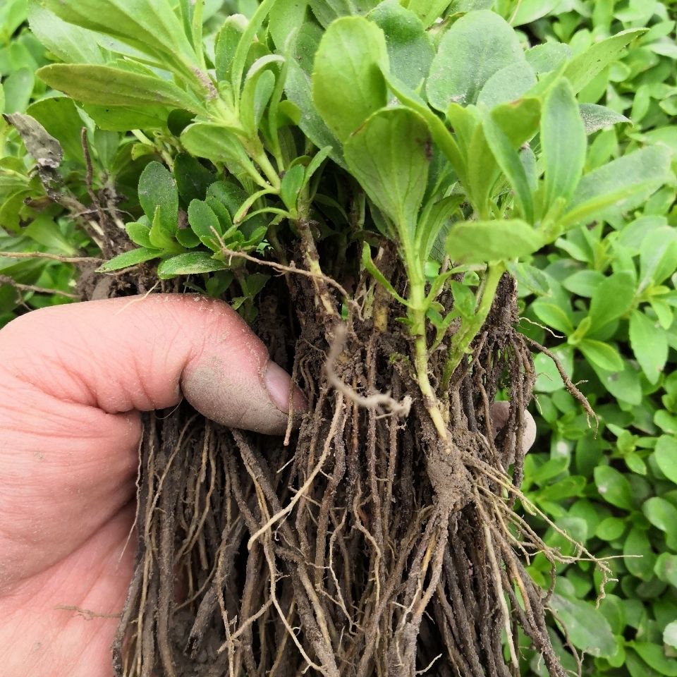 甜叶菊苗甜菊叶苗阳台盆栽甜叶菊苗甜叶菊幼苗甜叶薄荷苗食用 5棵甜叶