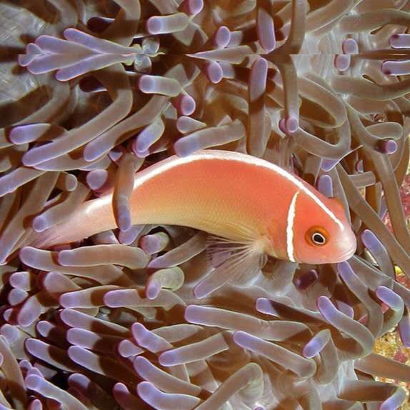 金线银网红背人工小丑黑玛瑙金砖透红熊猫活体观赏鱼熊猫小丑5cma级