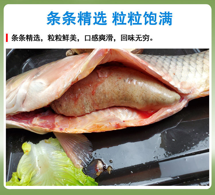 魚籽鯉魚籽新鮮魚蛋魚雜凍現殺魚卵魚泡鮮活魚子中寶魚白魚籽鮮活現殺