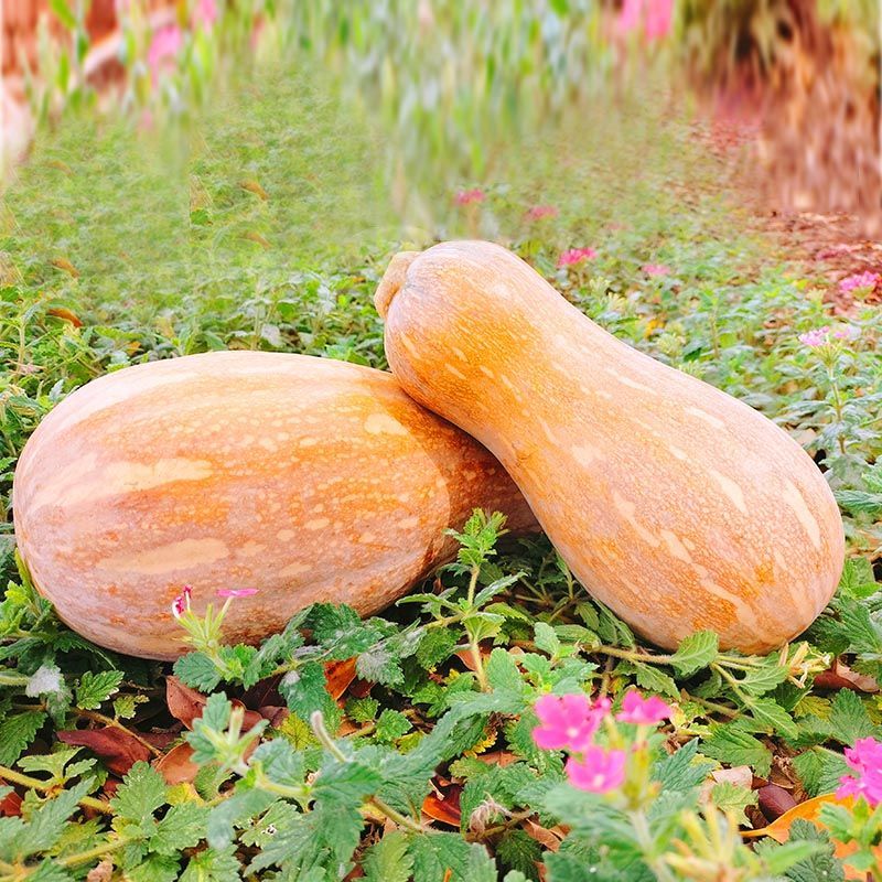 老南瓜云南新鲜甜糯宝宝辅食农家蔬菜非小贝贝瓜老南瓜l净重34斤