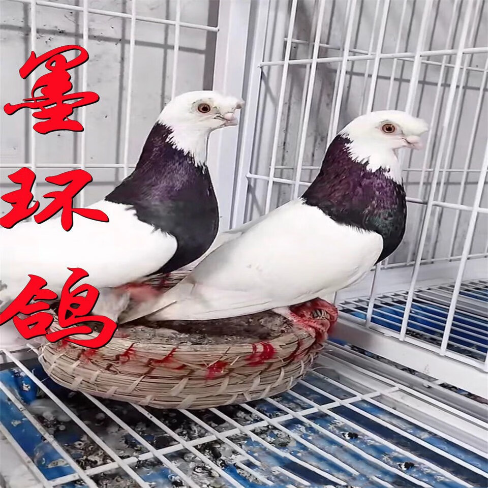 观赏鸽紫环墨环玉环种鸽一对活物纯种环鸽血统鸽高飞鸽 玉环 种公一只