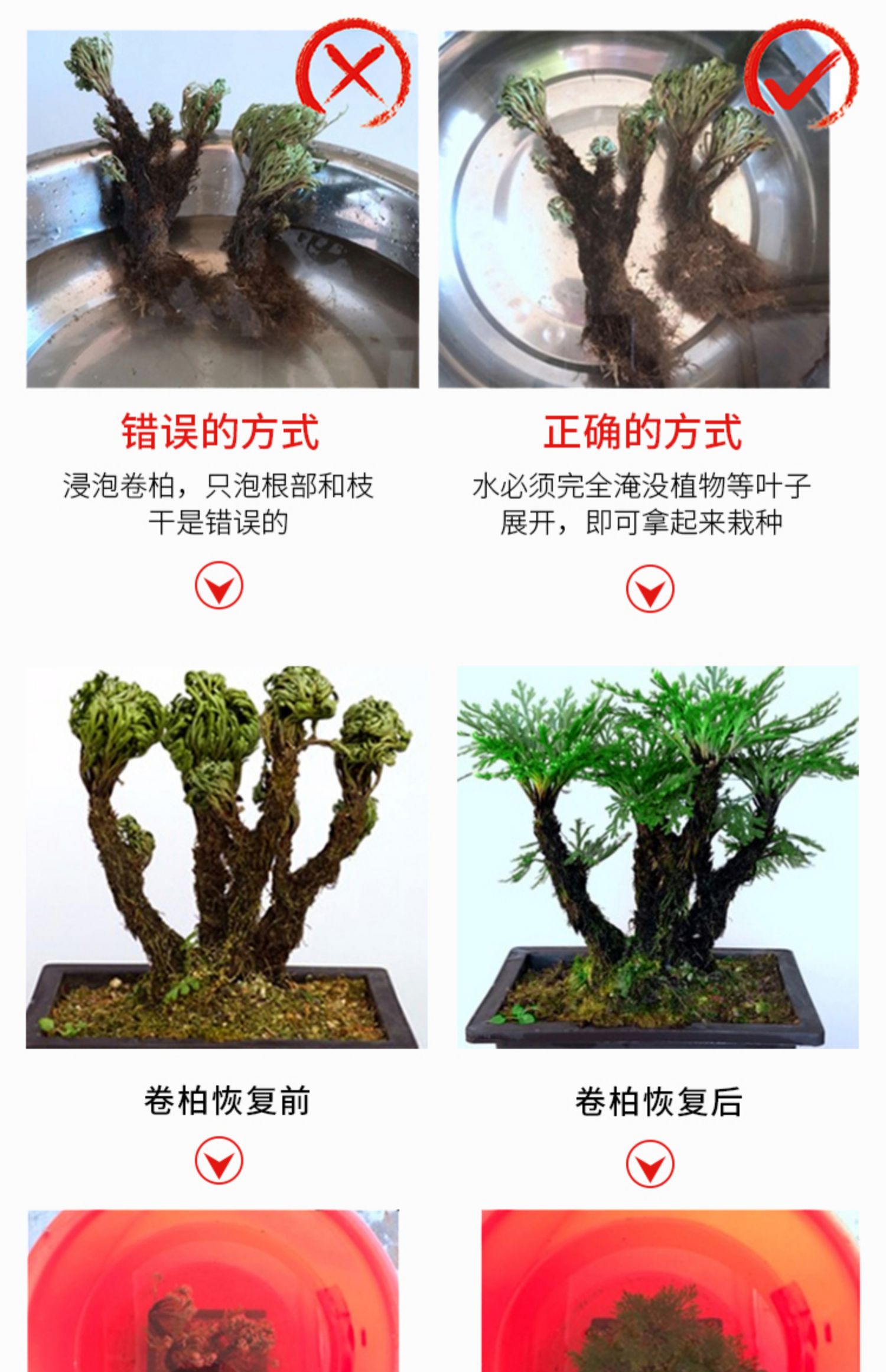 卷柏九死还魂草假山吸水石菖蒲桌面花卉植物微型盆景水培盆栽兰花单杆