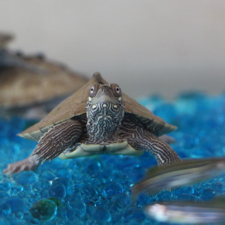 深水观赏宠物乌龟黑瘤图忍者龟黄头龟吃鱼粪屎龟活体采缇 国产忍者龟