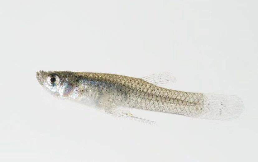 灭蚊繁殖淡水食蚊鱼大肚鱼活饲料龙鱼草金莲藕鱼小鱼喂乌龟金鱼 食蚊