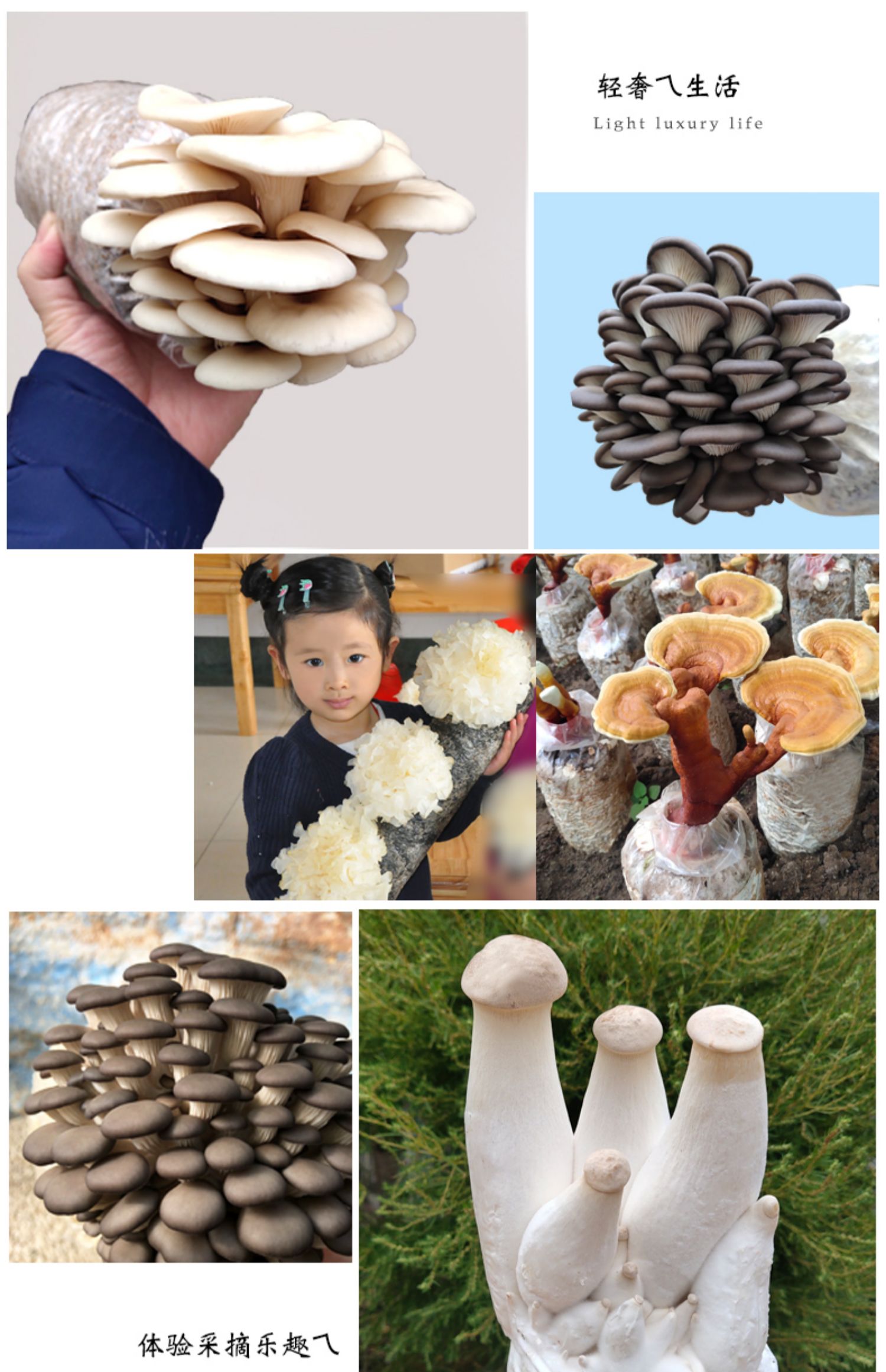 蘑菇菌包制作图片