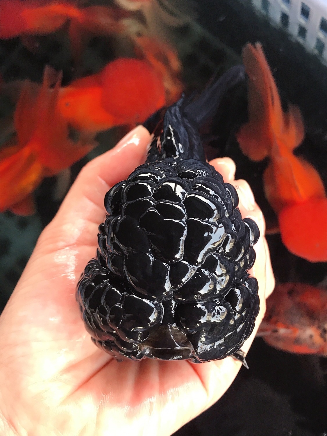 精品黑红狮子头观赏鱼淡水鱼冷水金鱼活体渔场直销好养耐活鱼 红黑