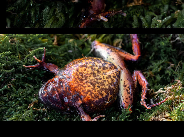 伟博东北林蛙活母豹子长白山蛤蟆新鲜林蛙母雪蛤鲜活顺丰一斤装910只