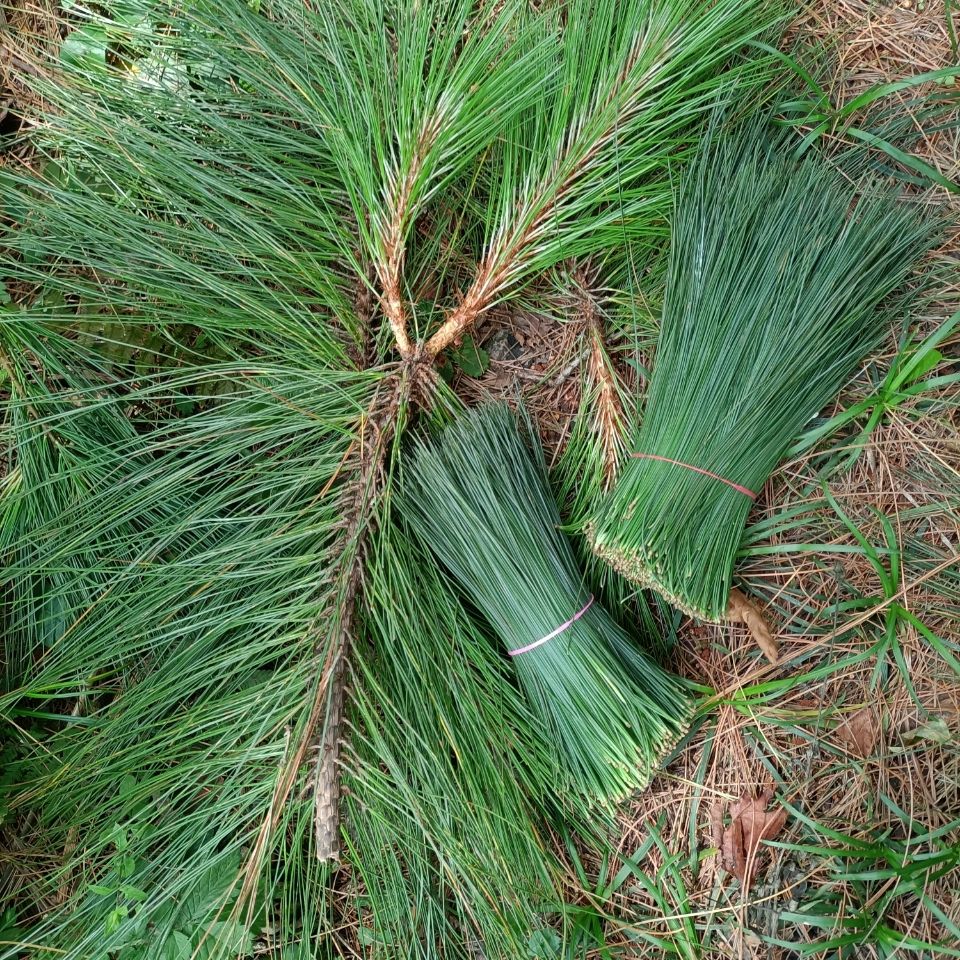伟博新鲜野生饮用松针茶嫩松尖松针嫩芽松树嫩芽全松茶特级养生茶