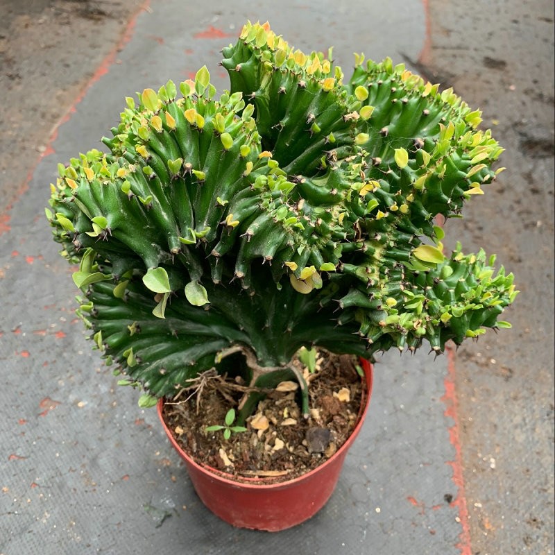 麒麟掌盆栽多肉植物彩色麒麟掌盆栽花卉嫁接玉麒麟缀化锦仙人球带盆