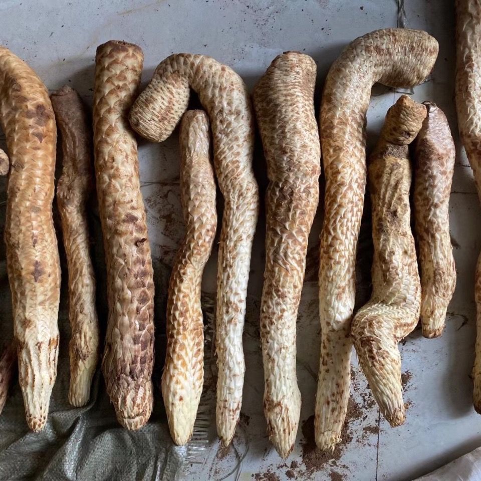 新鲜肉苁蓉的现挖现挖 真空包装 搭配新鲜锁阳泡酒泡茶 中药材 新鲜肉