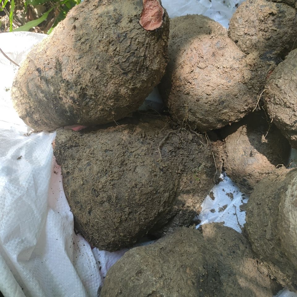 伟博新鲜薯莨血三七 染布薯 朱砂莲 红药子下单现采中药材 1kg(两斤)