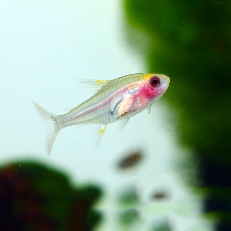 jypet红肚玻璃灯鱼热带观赏灯科鱼草缸群游鱼活体红肚玻璃鱼10条115cm