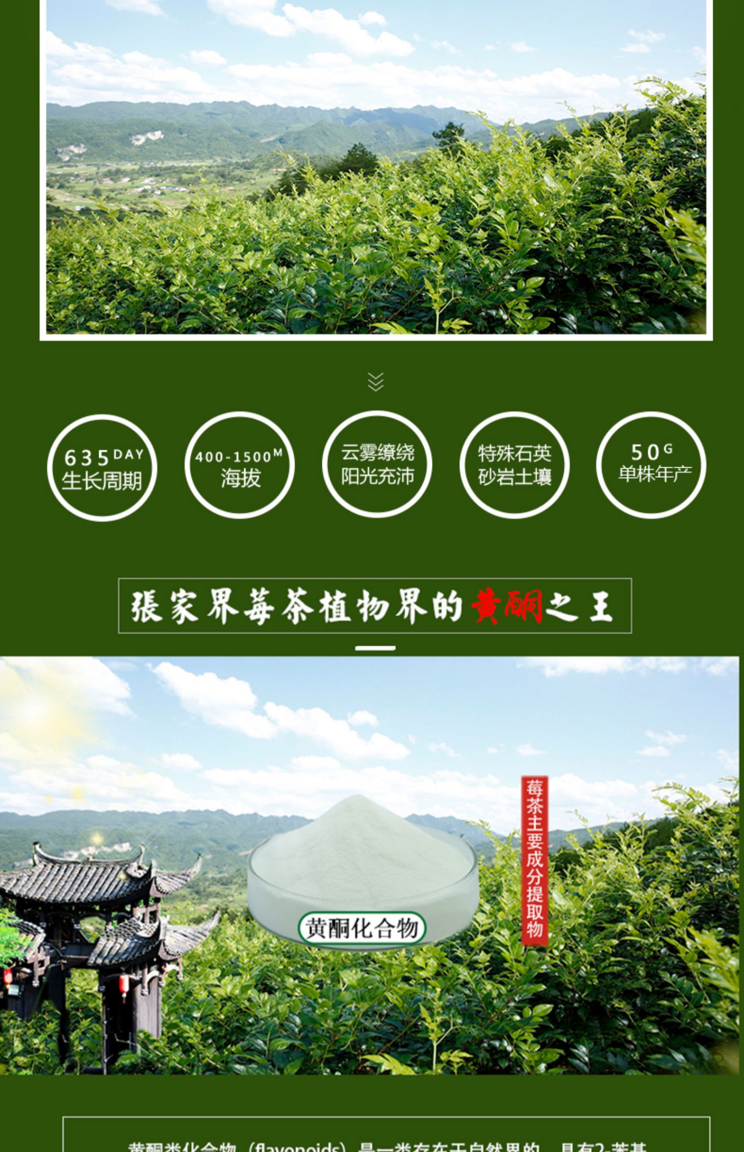 莓茶張家界特級野生茅巖莓富硒藤茶龍鬚芽尖特級150g