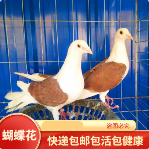 蝴蝶花鸽子蝴蝶背信鸽异色鸽黑色蝴蝶背黄色蝴蝶背紫色蝴蝶背鸽子