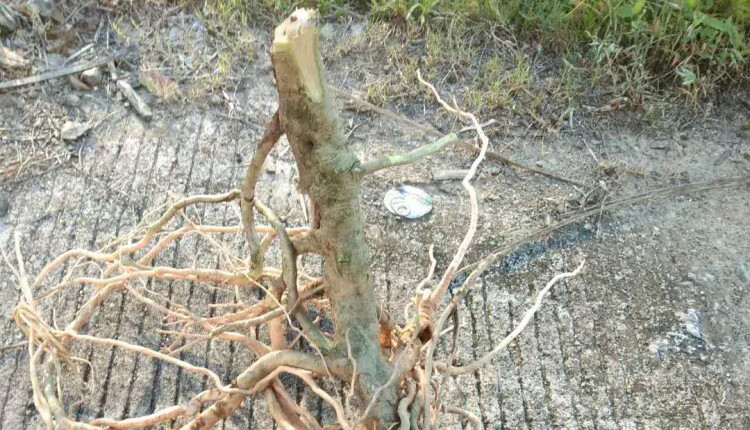 观音串 倒吊黄根 纯根 黄花倒水莲倒吊王根农村采挖500克无硫干品