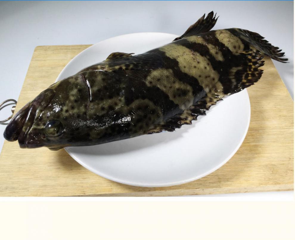 海升东 龙胆石斑鱼 鲜活特大石斑鱼 6斤龙胆鱼 海