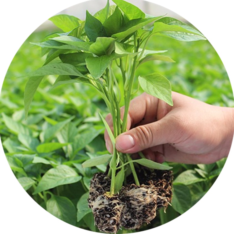薄皮麻椒苗秧苗皱皮辣椒苗虎皮青椒幼苗种籽高产四季阳台盆栽菜苗