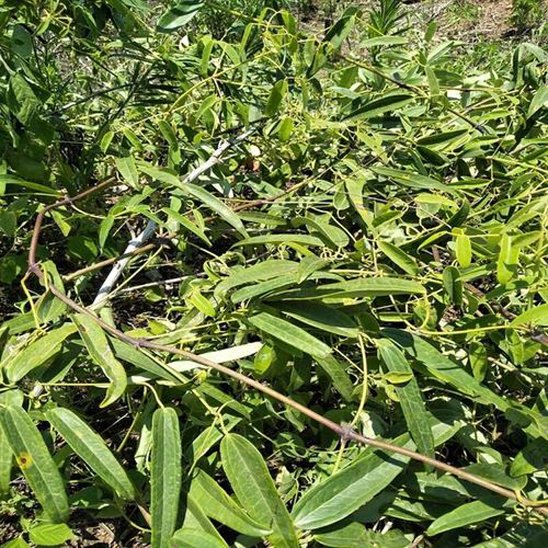 伟博褚实子和威灵仙楮实子中草材中野生诸实子共15副共500克【图片