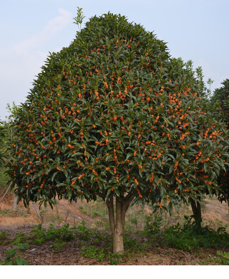 桂花树苗地栽四季桂花树大树苗金桂庭院浓香型丹桂盆栽室内盆景2厘米