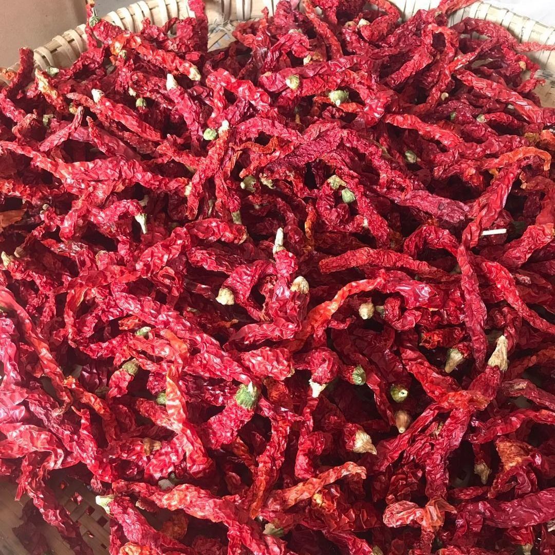 特香辣贵州大方特产皱皮辣椒之乡二荆条毕节皱皮干辣子 半斤(不带把)