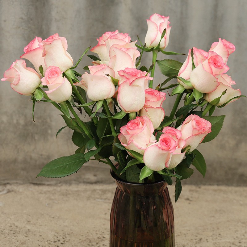 麦桑荷【艾莎】玫瑰月季花苗四季开花灌木浓香切花月季庭院阳台花卉