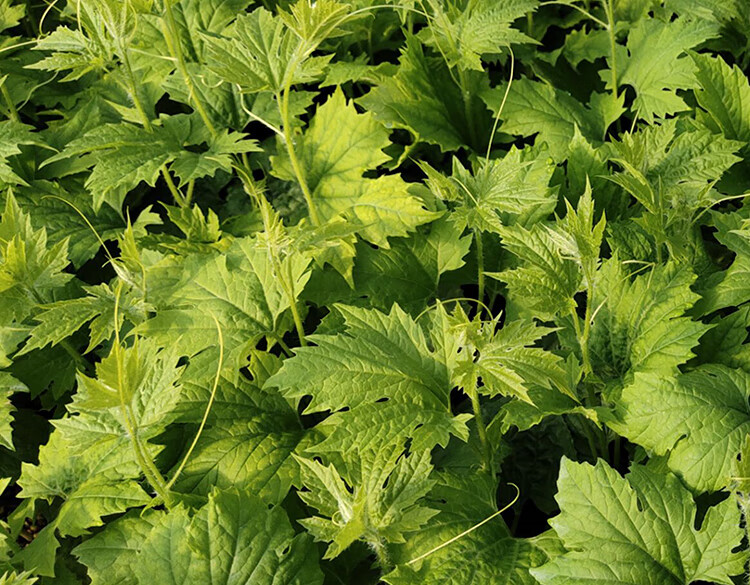 赖葡萄苦瓜种苗秧金铃子小癞瓜阳台盆栽水果赖瓜四季蔬菜种籽孑苗 小