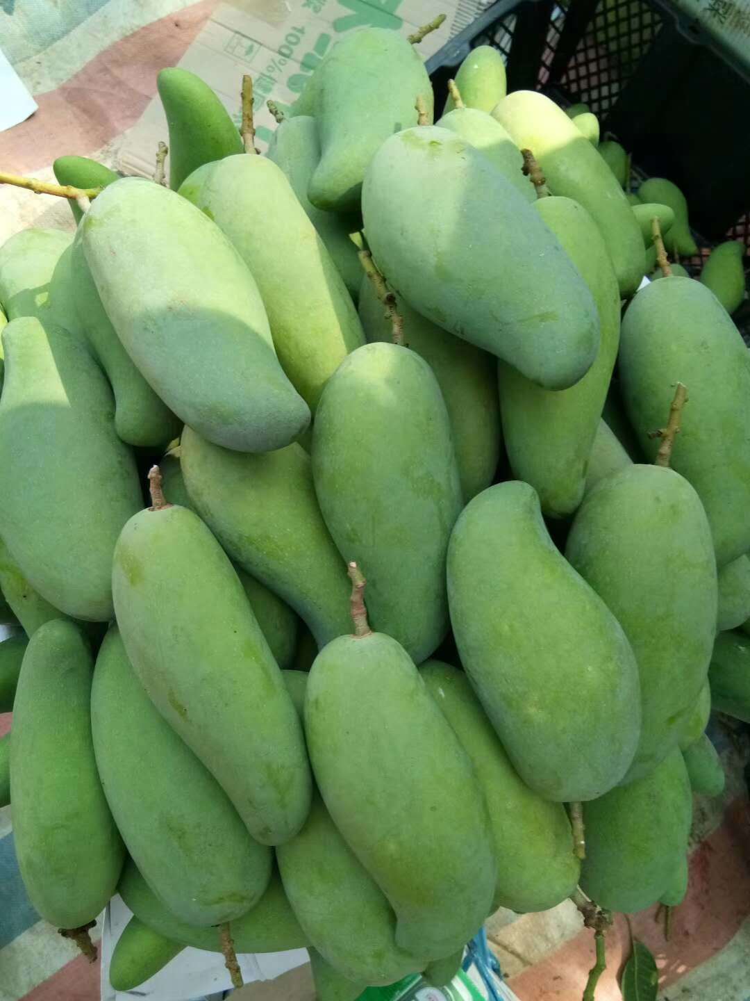 海南酸芒果生吃芒果新鲜水果孕妇脆芒果青芒果象牙芒果非云南酸嘢3斤