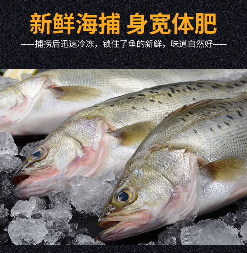 大鱸魚新鮮鮮活海魚花鱸魚深海七星海鱸魚海鮮水產生鮮海產品182斤條