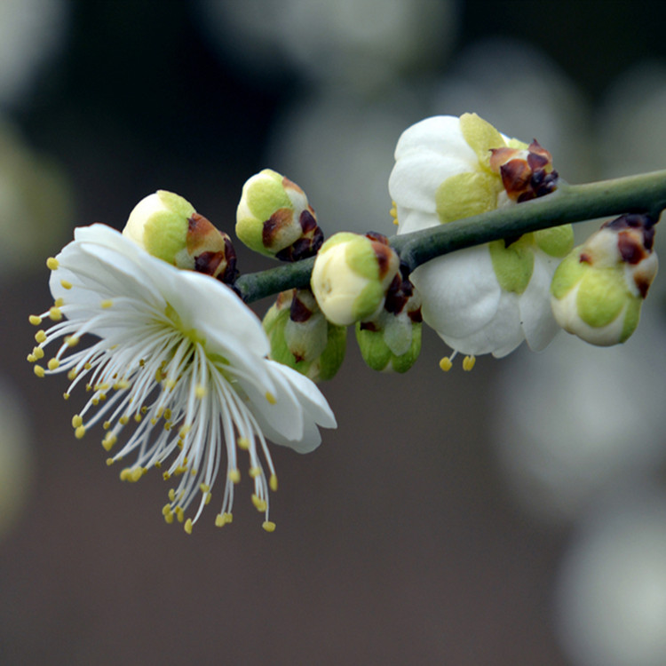 绿梅树苗原生带花苞绿鄂梅盆栽地栽耐寒庭院种花卉风景树白梅花苗3
