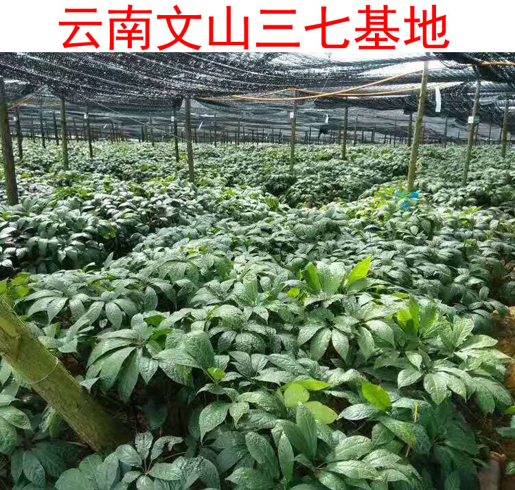 新鲜三七文山干三七四年生三七田七活三七小锅酒现挖现发真空包装10个