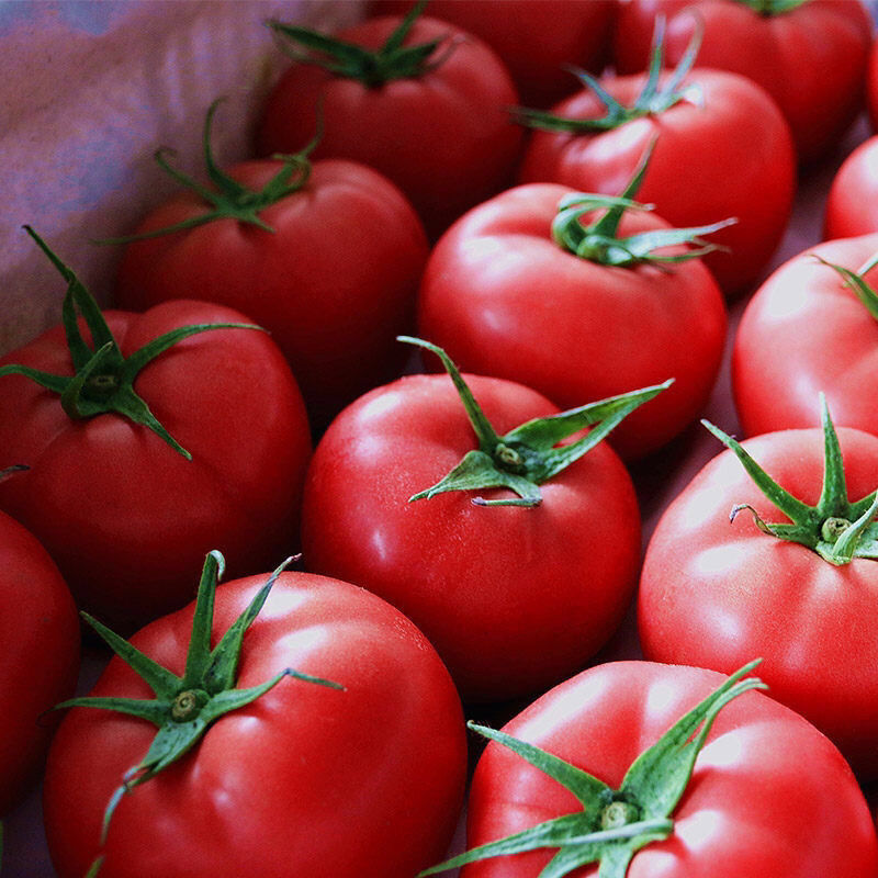 西红柿新鲜沙瓤自然熟番茄蔬菜非普罗旺斯现摘洋柿子孕妇生吃水果净果