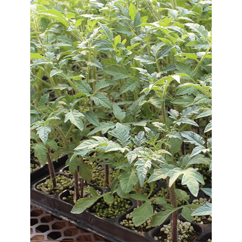 适用于黑珍珠番茄种子苗秧春季盆栽圣女水果樱桃小番茄种籽孑黑西红柿