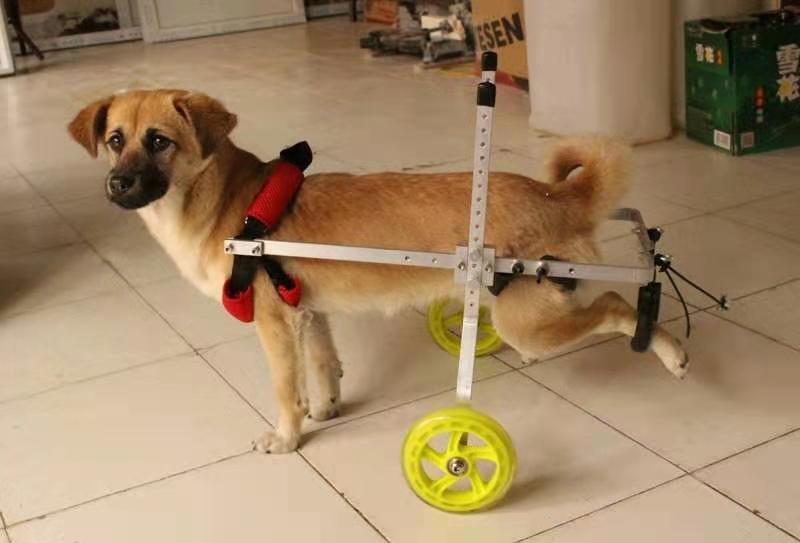 老年狗轮椅残疾狗轮椅宠物轮椅猫狗后腿助力车大中小型犬四肢轮椅m15