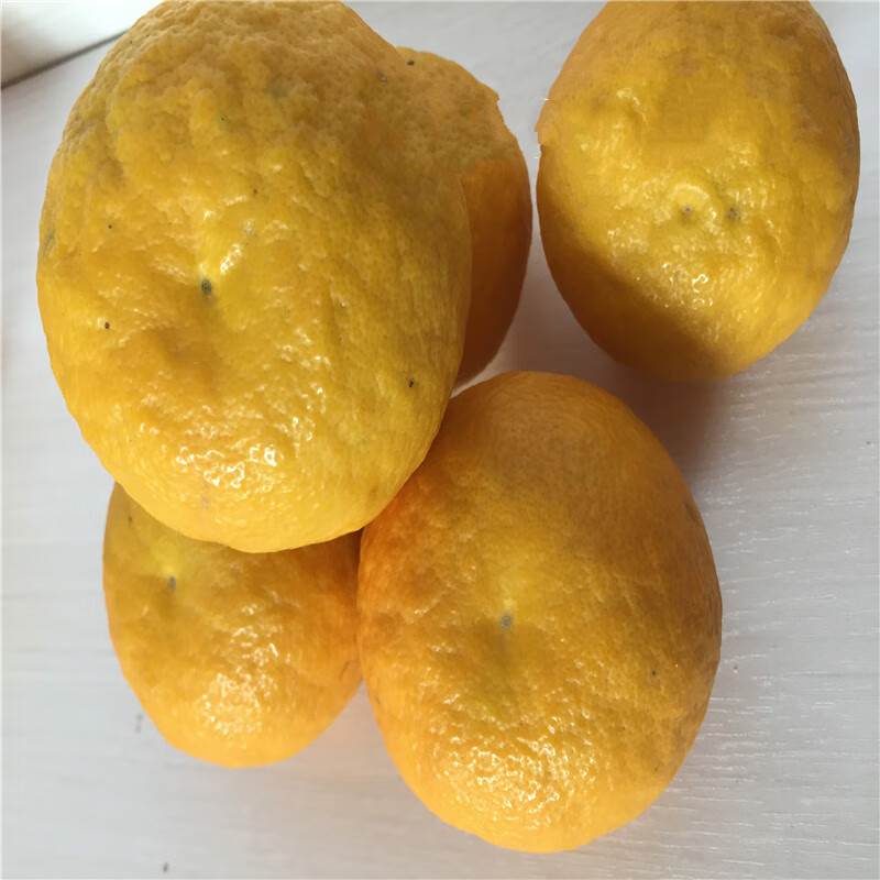 年头茬】湖北酸抛柑 臭皮柑 抛柑新鲜 孕妇黄皮水果 酸泡柑 酸柑子 现