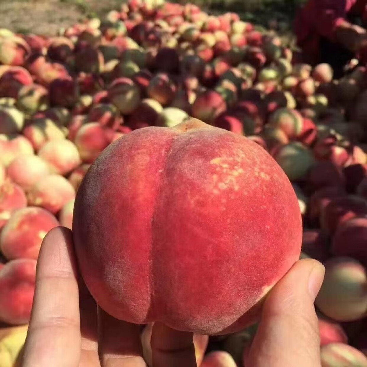 2022秋桃冬桃金秋红蜜桃 脆软两吃 先是金秋红蜜再后是映霜红 2150g