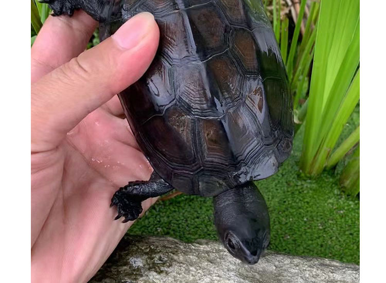 好养宠物活物墨龟苗中华草龟苗观赏龟龟 单身龟1只 半墨龟2-3cm【图片