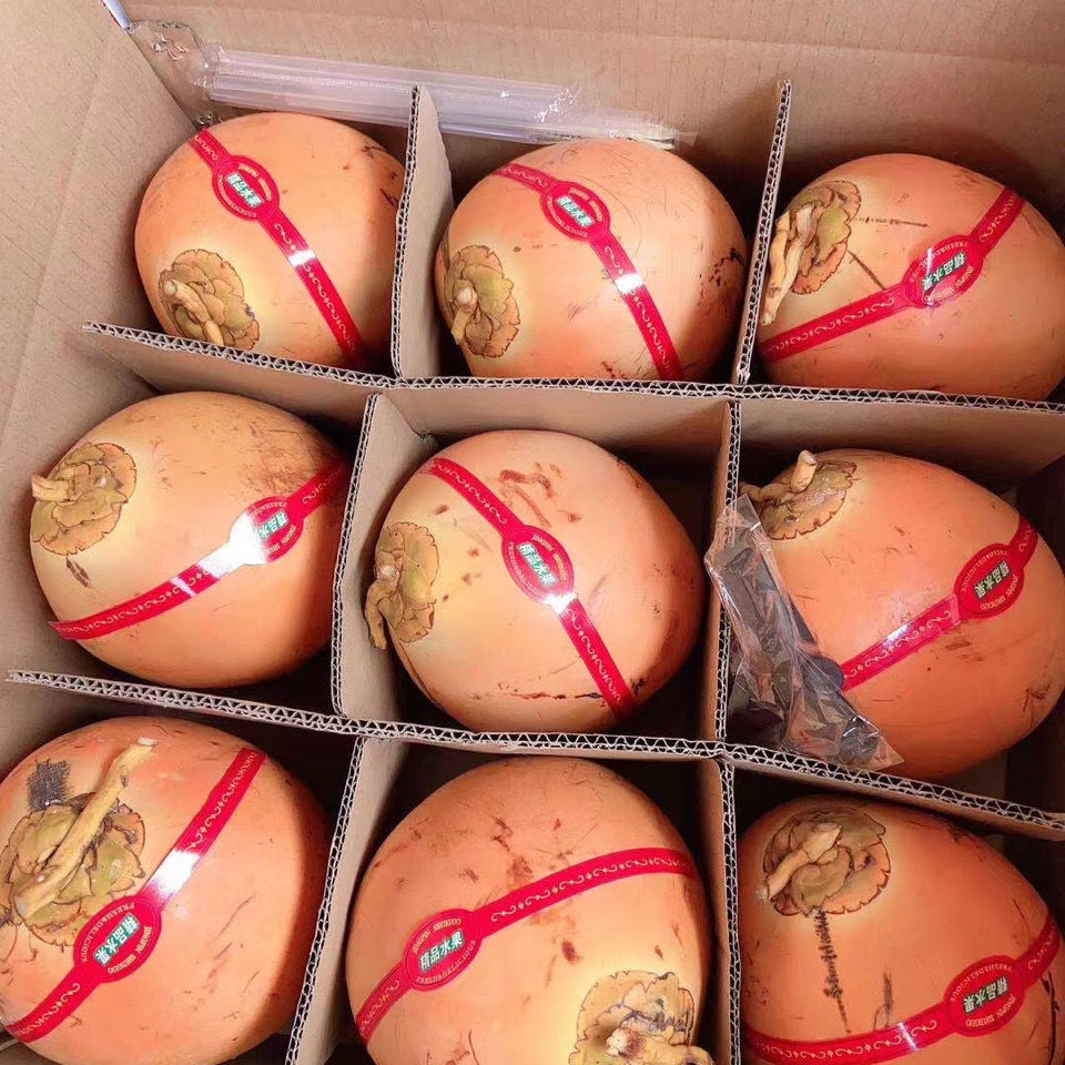 海南金椰现摘新鲜带皮椰青黄金椰子当季孕妇水果补羊水黄椰整箱 黄金