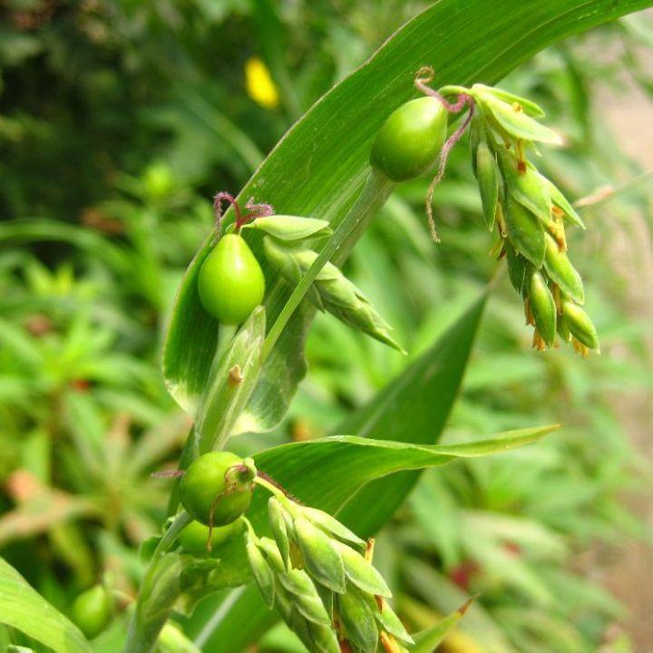 薏米種子藥食紅薏米薏苡苡仁殼薏米薏米仁種子草珠子種子 霽帆 薏米