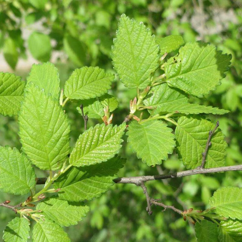 綠化苗木榆樹苗榆樹小苗食用榆樹白榆家榆錢樹樹榆樹樹苗金葉榆樹苗