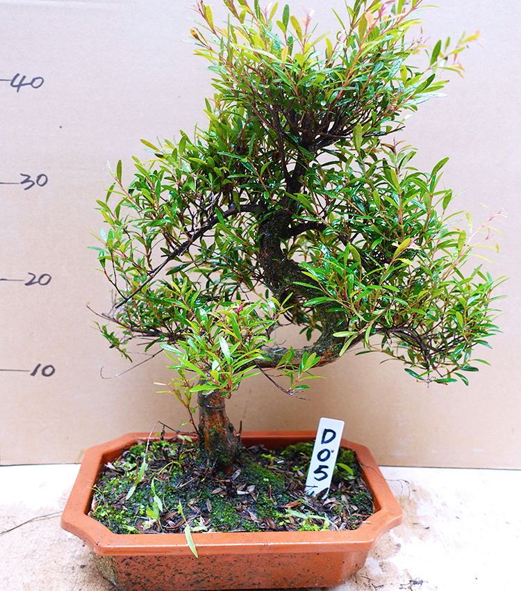 名贵小叶赤楠盆景红芽室内植物树桩办公室桌面盆栽绿植四季常青 园艺