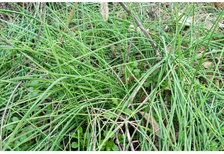 湘西新鲜野葱野菜深山现挖小根蒜胡葱野生葱百香葱野菜苦藠头薤白