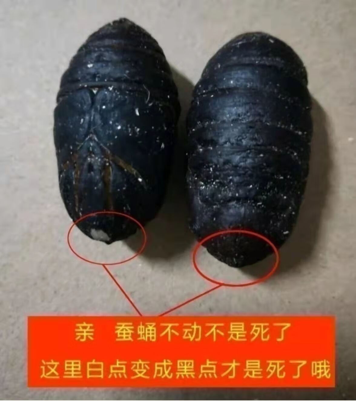 亿仁堂医疗保健专营店商品编号:10048692171775商品名称:有仁堂蚕蛹