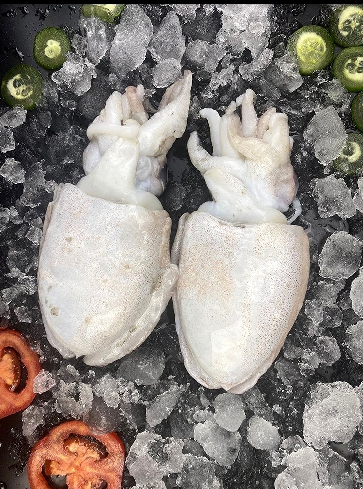 墨鱼新鲜乌贼目鱼墨斗鱼海水鱼新鲜海鲜鲜活海鲜批发七斤装